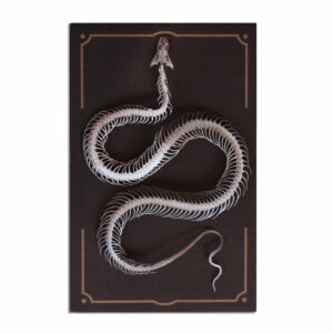 "Temptress" Snake Skeleton from Wunderkammer Relics Moth & Myth