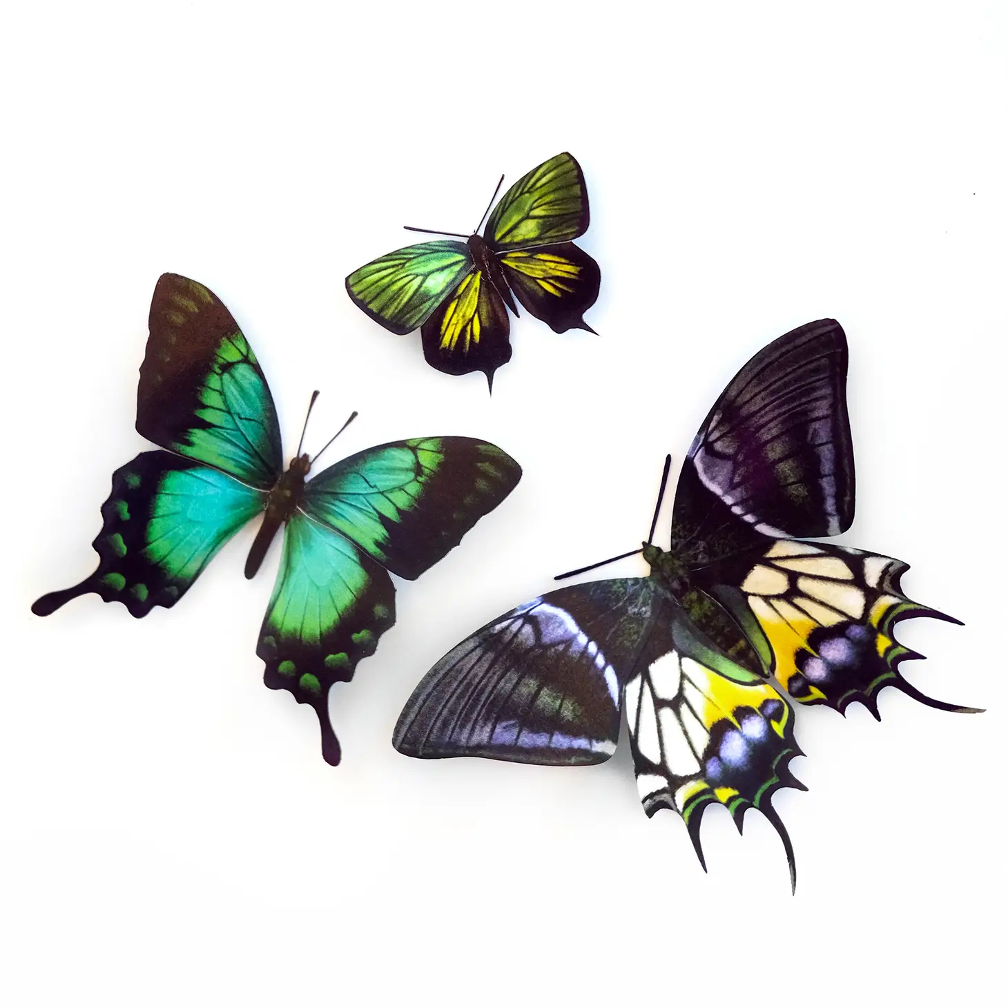 Malachite Butterfly Set Moth & Myth Malachite Butterfly Set Moth & Myth