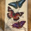Quartz Butterfly Set by Moth & Myth Original 624 100x100