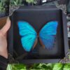 Morpho Butterfly Black Background Original 627 100x100