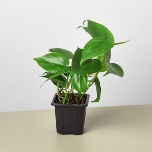 PHILODENDRON CORDATUM  3-inch