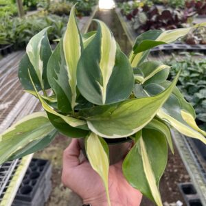 Philodendron 'Silver Stripe'- 4" Pot