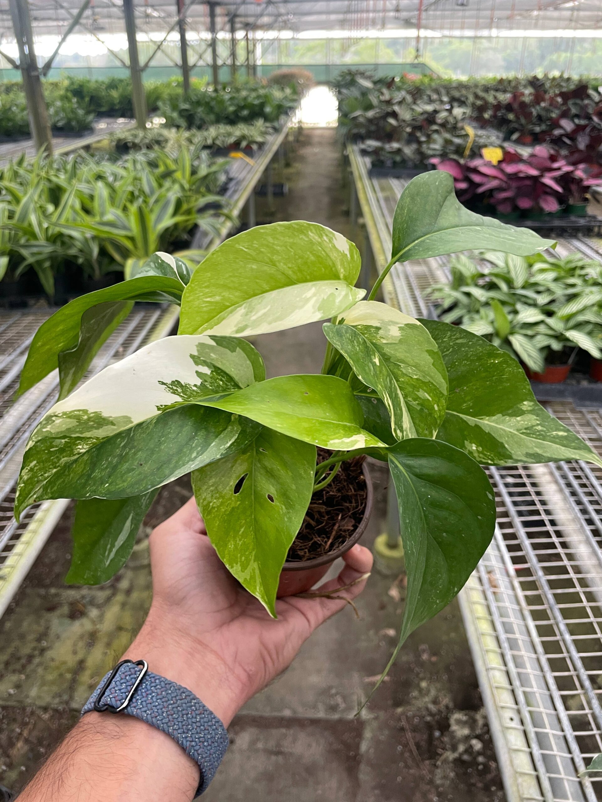 Pothos 'Albo Variegata' - 4" Pot 4" Pothos 'Albo Variegata'