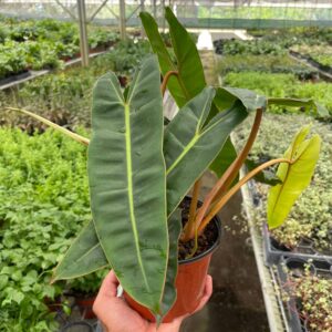 Philodendron 'Billietiae' - 6" pot