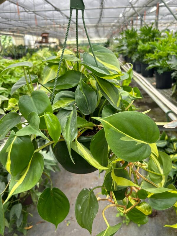 8" Philodendron 'Brasil'