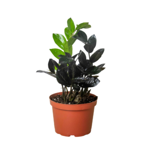 ZZ Zamioculcas 'Black Queen' - 6" Pot