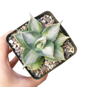 Variegated Butterfly Agave  - Live Succulents   3.5 inch Pot