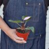 4" PHILODENDRON PINK PRINCESS Original 757 100x100