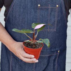 4" PHILODENDRON PINK PRINCESS