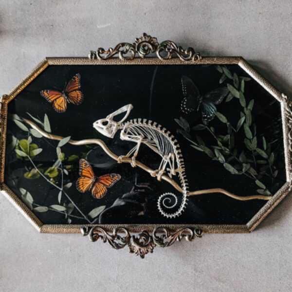 Chameleon Butterfly Framed Art