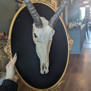 Impala Framed Bone Art