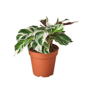 CALATHEA WHITE FUSION 6-inch