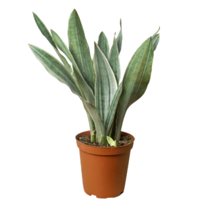 Snake Plant Sayuri 6-in