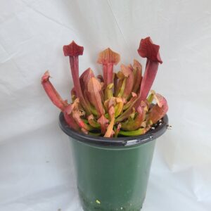 Sarracenia x 'Maroon'