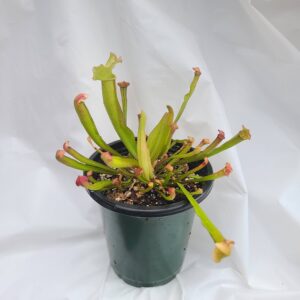 Sarracenia