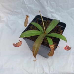 Nepenthes 'Rebecca Soper'