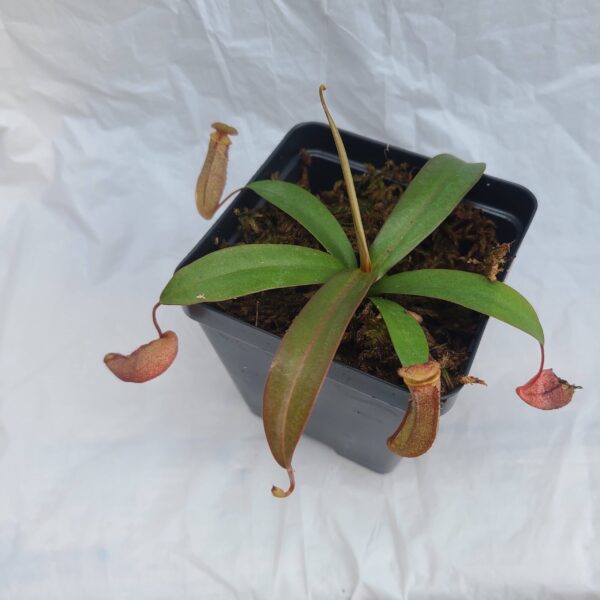 Nepenthes 'Rebecca Soper'