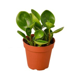 PEPEROMIA THAILAND  3-inch