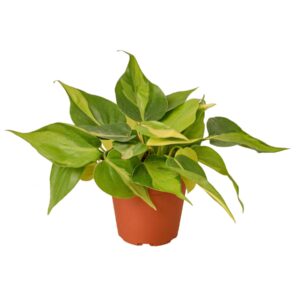 PHILODENDRON BRASIL  3-inch