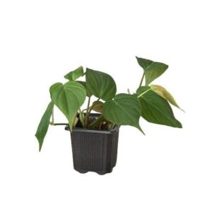 PHILODENDRON VELVET 3-inch