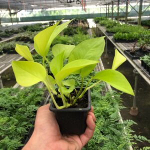 POTHOS NEON 3-inch