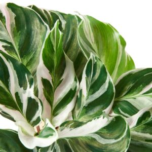 CALATHEA WHITE FUSION 4-inch