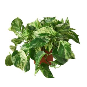 POTHOS MARBLE QUEEN 6-inch