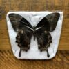Spread Butterfly - Unmounted Original 886 Scaled 100x100