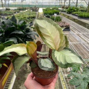 Calathea 'Picturata'- 4" Pot