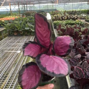 Calathea 'Purple Rose' - 4" Pot