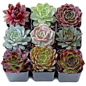 Rosette Set of 9 - Live Succulents - 2in Pots