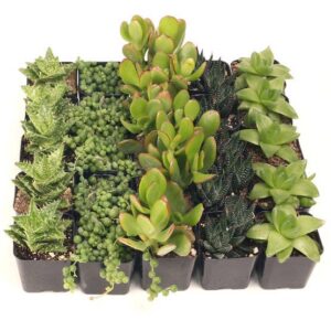 Indoor Tray - 25 Bulk Succulents - 5 Types - 2in Pots