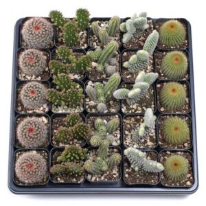 Cactus Tray - 25 Live Bulk Cacti - 5 Types - 2in Pots