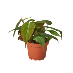 4" PHILODENDRON VELVET