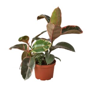 FICUS RUBY PINK 6-inch