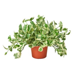 POTHOS NJOY 6-inch