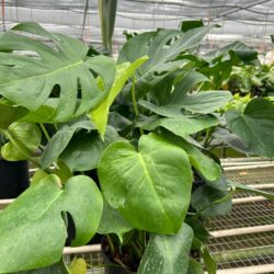 8" Monstera 'Split-Leaf'