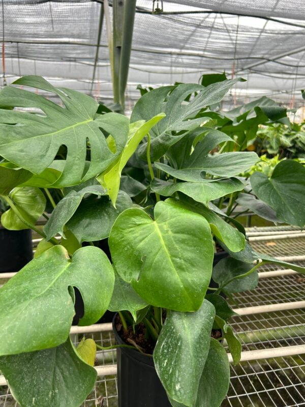 8" Monstera 'Split-Leaf'