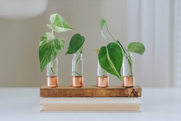 Copper Vase | Propagation Station | Pick your size: 4 Vial, Dark Walnut