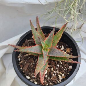 Aloe 'Christmas Carol'