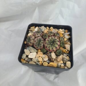 Sulcorebutia rauschii f. violacidermis