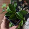 3" Hoya unknown Original 958 100x100