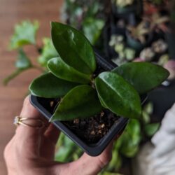 3" Hoya unknown