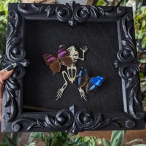 Toad Skeleton with butterflies