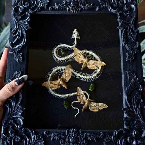 Snake Skeleton w/lime hawk moths & beetles