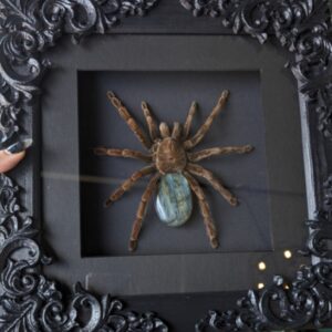 Pamphobeteus so tarantula w/labradorite