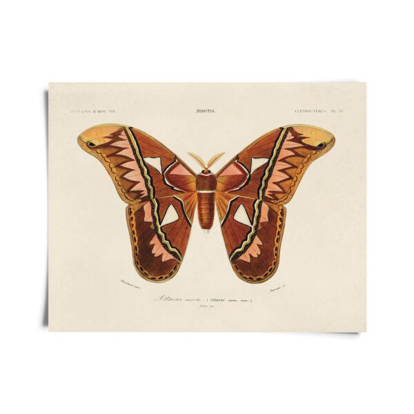 Vintage d'Orbigny Atlas Moth Insect Print w/ optional frame: Print only, 10x8