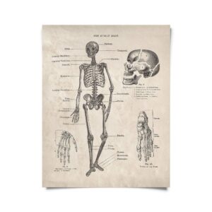 Vintage Anatomy Human Body Skeleton Print w/ optional frame: 11x14, Print Only