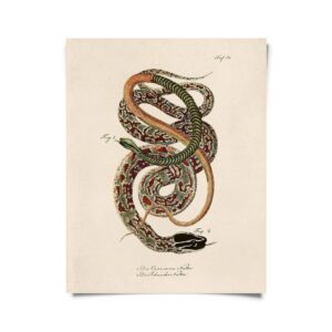 Vintage French Snake Zoology 2 Print w/ optional frame: 11x14, Print Only