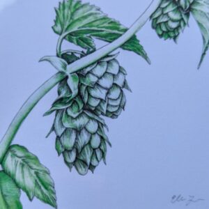 Hops Card by Elena Johnson